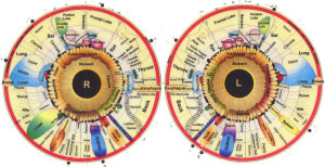 iridology iris chart